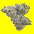 THCA Flower-Purple Rhino-Hybrid Indica dominate